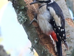 Större hackspett, hona (Dendrocopos major, Great Spotted Woodpecker) Västernäs, Ramdala, Bl.
