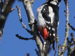 Större hackspett, hane (Dendrocopos major, Great Spotted Woodpecker)Västernäs, Ramdala, Bl.