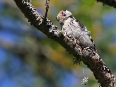 Mindre hackspett, juv (Dendrocopos minor, Lesser Spotted Woodpecker) Västernäs, Ramdala, Bl.