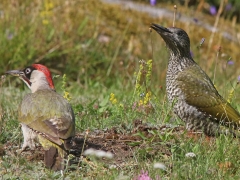 Gröngölinghane +juv (Picus viridis,  Eur. Green Woodpecker)Västernäs, Ramdala, Bl.