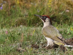 Gröngöling, hane (Picus viridis,  Eur. Green Woodpecker) Västernäs, Ramdala, Bl.