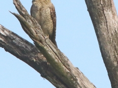 Göktyta (Jynx torquilla, Eur. Wryneck) Torhamns udde, Bl.