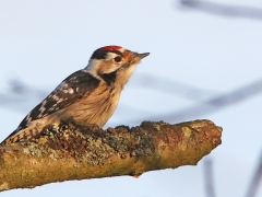 Mindre hackspett, hane (Dendrocopos minor, Lesser Spotted Woodpecker) Sundet, N. Bergundasjön, Växjö, Sm.