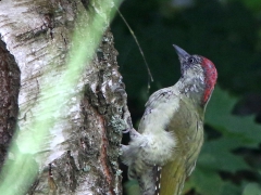 Gröngöling juv (Picus viridis,  Eur. Green Woodpecker) Västernäs, Ramdala, Bl.