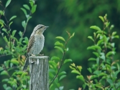 Göktyta (Jynx torquilla, Eur. Wryneck) Torhamns udde, Bl.