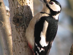 Större hackspett, hane (Dendrocopos major, Great Spotted Woodpecker)Västernäs, Ramdala, Bl.