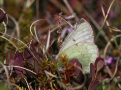 Fjällhöfjäril (Colias werdandi (tyche),  Pale Arctic Clouded Yellow) Abisko Östra, Jukkasjärvi, T lpm).