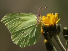 Citronfjäril, hane (Gonepteryx rhamni, Brimstone) Västernäs, Ramdala, Bl.