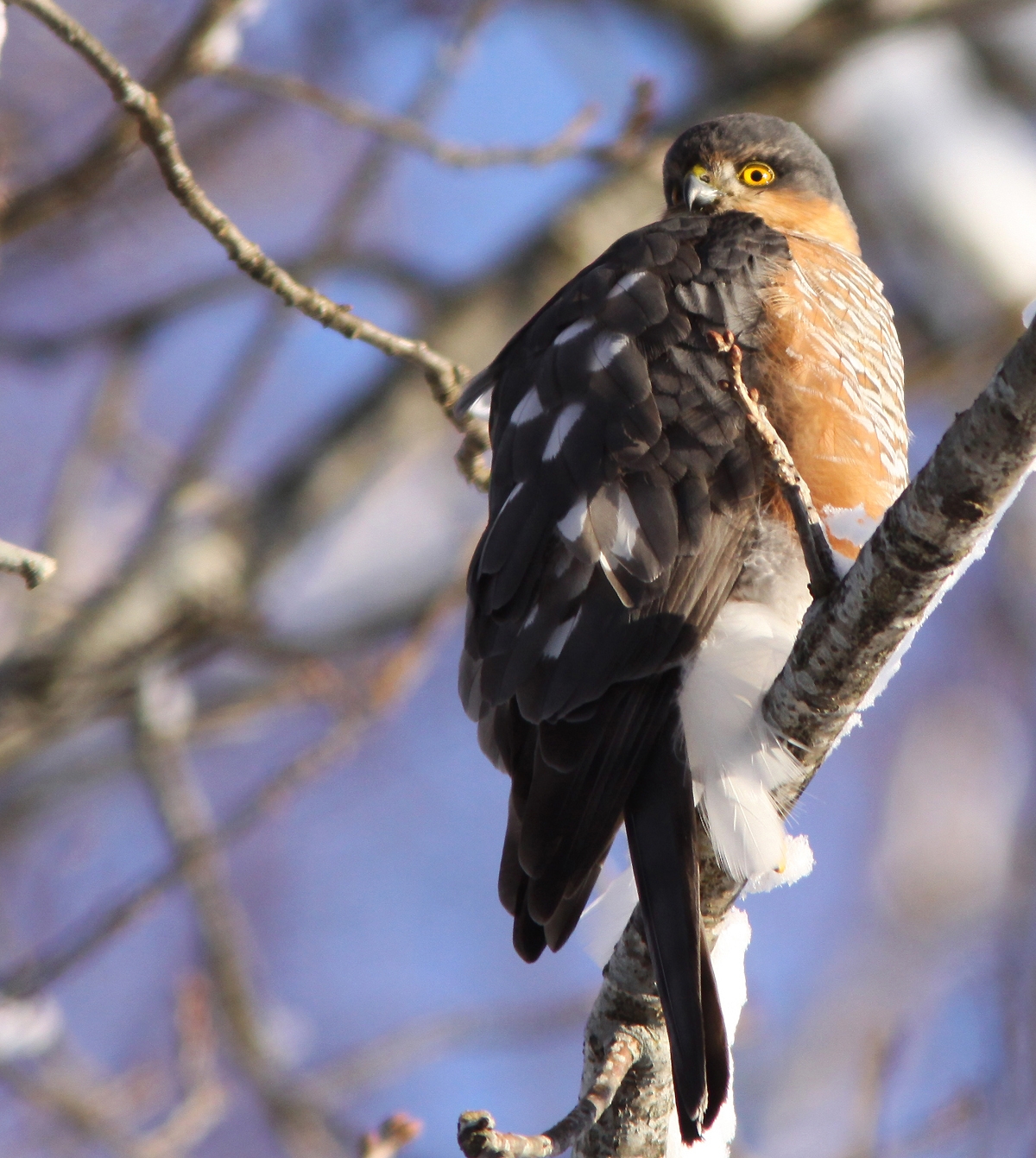 Sparvhök, hane (Accipiter nisus, Eur. Sparrowhawk) Söder, Växjö, Sm.