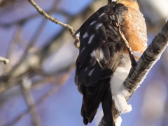 Sparvhök, hane (Accipiter nisus, Eur. Sparrowhawk) Söder, Växjö, Sm.