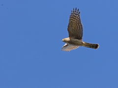 Sparvhök (Accipiter nisus, Eur. Sparrowhawk) Kristianstad kommun, Sk.