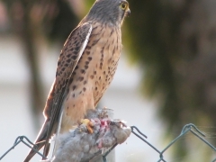 Tornfalk (Falco tinnunculus, Common Kestrel) med turkduva (Streptopelia decaocto, Eur. Coolared Dove)Grand  Canaria, Spain.