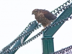 Sparvhök (Accipiter nisus, Eur. Sparrowhawk) Ramdala, Bl.