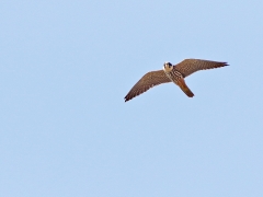 Lärkfalk (Falco subbuteo, Eurasian Hobby)Poland.