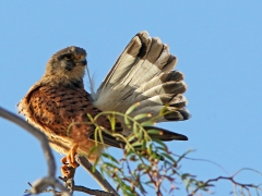 Tornfalk (Falco tinnunculus, Common Kestrel) Maspalomas, Grand  Canaria, Spain.