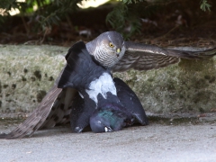 Sparvhök, hona (Accipiter nisus, Eur. Sparrowhawk) med tamduva (Columba livia, domest.)  Söder, Växjö, Sm.