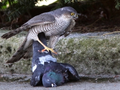 Sparvhök, hona (Accipiter nisus, Eur. Sparrowhawk) med tamduva (Columba livia, domest.)  Söder, Växjö, Sm.