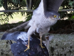 Sparvhök, hona (Accipiter nisus, Eur. Sparrowhawk) med tamduva (Columba livia, domest.)  Söder, Växjö, Sm.