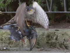 Sparvhök, hona (Accipiter nisus, Eur. Sparrowhawk) med tamduva (Columba livia, domest.)  Söder, Växjö, Sm.