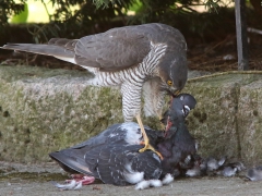 Sparvhök, hona (Accipiter nisus, Eur. Sparrowhawk) med tamduva (Columba livia, domest.)  Söder, Växjö, Sm.