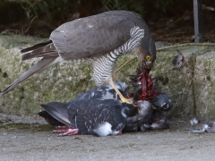 Sparvhök, hona (Accipiter nisus, Eur. Sparrowhawk) med tamduva (Columba livia, domest.)  Söder, Växjö, Sm.