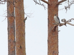 Pilgrimsfalk (Falco peregrinus, Peregrine Falcon) Lidhemssjön, Växjö, Sm.