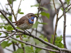 Blåhake (Luscinia svecia, Bluethroat) Abisko, Tlpm.