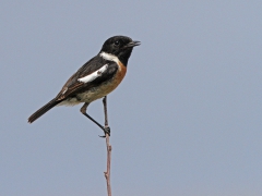 Svarthakad buskskvätta, hane (Saxicola torquatus, Common Stonechat) Ipsilo, Lesvos, Greece.