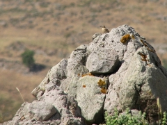 Isabellastenskvätta (Oenanthe isabellina, Isabelline Shrike ) Ipsilo, Lesvos, Greece.