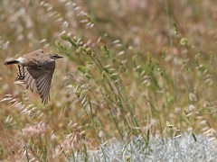 Isabellastenskvätta (Oenanthe isabellina, Isabelline Shrike) Ipsilo, Lesvos, Greece.