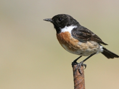 Svarthakad buskskvätta hane (Saxicola torquatus, Common Stonechat) Lesvos, Greece.