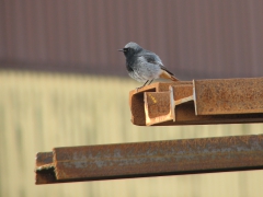 Svart rödstjärt, hane (Phoenicurus ochruros, Black Redstart) Karpalund, Sk.