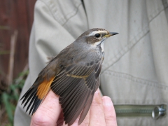 Blåhake, ringmärkning (Luscinia svecia, Bluethroat). Djurle våtmark, Växjö kommun, Sm.