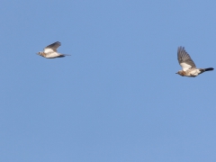 Björktrast (Turdus pilaris, Fieldfare) Landön, Sk.