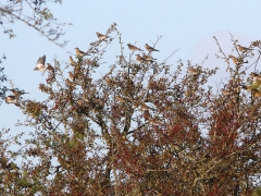 Björktrast (Turdus pilaris, Fieldfare) Landön, Sk.