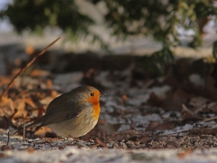 Rödhake (Erithacus rubecula, European Robin) Söder, Växjö, Sm.