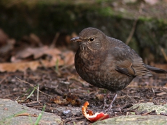 Koltrast, hona (Turdus merula, Common Black Bird) Söder, Växjö, Sm.