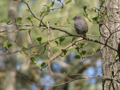 Järnsparv (Prunella modularis, Dunnock) Jäts badplats, Åsnen, Sm.