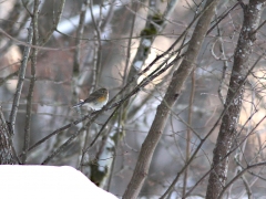 Blåstjärt (Tarsigus cyanurus, Redflanked Bluetail) Sk.