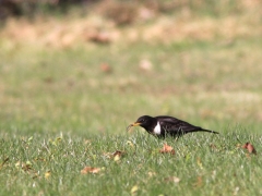 Ringtrast,hane (Turdus torquatus, Ring Ouzel) Växjö, Sm.