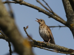 Taltrast (Turdus philomelos, Song Thrush) Tykocin, Bialowieza, Poland.