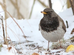 Svarthalsad trast, hane (Turdus atrogularis,  Black-throated Thrush) Hovshaga, Växjö ,Sm.