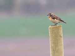 Buskskvätta hane (Saxicola rubetra, Winchat) Djurle myr, Växjö, Sm.