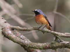 Rödstjärt, hane (Phoenicurus phoenicurus, Common Redstart) Prästlönebostället, Åhus, Sk.