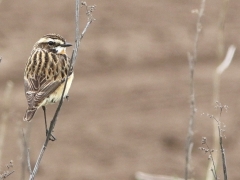 Buskskvätta hane (Saxicola rubetra, Winchat) Djurle myr, Växjö, Sm.