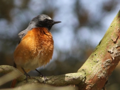 Rödstjärt, hane (Phoenicurus phoenicurus, Common Redstart) Prästlönebostället, Åhus, Sk.