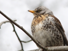 Björktrast (Turdus pilaris, Fieldfare) Växjösjön, Växjö, Sm.