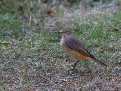 Rödstjärt, hona (Phoenicurus phoenicurus,  Common Redstart) Västernäs, Ramdala,Bl.