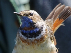 Blåhake, ringmärkning (Luscinia svecia, Bluethroat). Ottenby fågelstation, Öl.