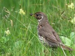 Taltrast (Turdus philomelos, Song Thrush) Västernäs, Ramdala, Bl.